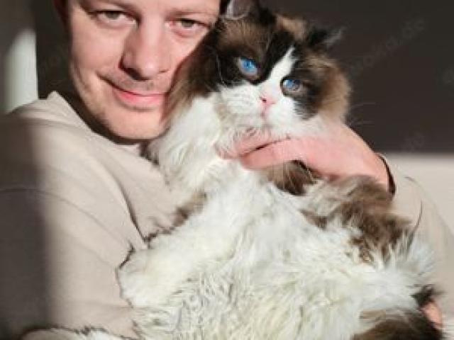 Ragdoll Deckkater mit Stammbaum. Champion - 1