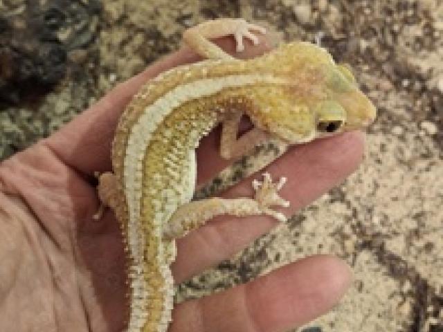 Paroedura picta Madagaskar Großkopfgecko Männchen Xanthic - 1