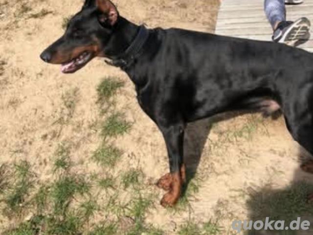 Dobermann sucht neues zu hause - 1